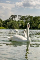 White swan on lake Constance