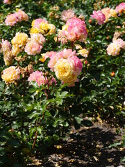 Rose bushes with yellow pink flowers, partially withered, partly in full bloom. Other similar flowers in the blurred and very blurred background