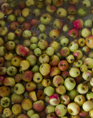 Pommes au lavage à Cessy, Ain, France