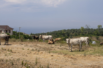 Obraz premium Bahçede gezinen hayvanlar