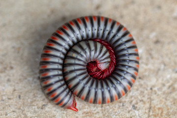 Image close-up of millipede is rolling protection it self on the ground.