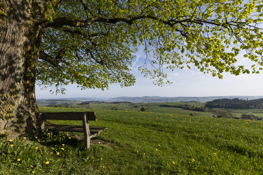 Old tree with a wooden bench stands on a hill on a wonderful spring day in central Switzerland near Ruswil