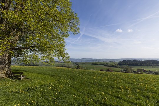 Old tree with a wooden bench stands on a hill on a wonderful spring day in central Switzerland near Ruswil