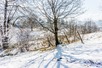 Landscape with trees in winter