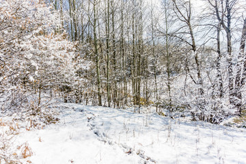 Fototapeta premium Landscape with trees in winter