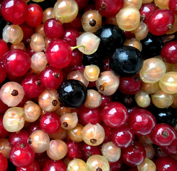 berries. macro. currant. mix. black. white. red. dessert. vitamins.