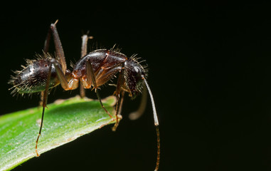 Macro Photo of Ant on Green Leaf Isolated on Black Background with Space