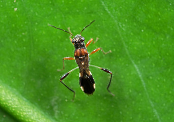Macro Photo of Little Insect on Green Leaf