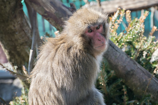 Monkey image closeup