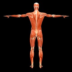 Obraz premium Human Muscle Anatomy