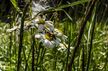 kwiat  © wedrownik52