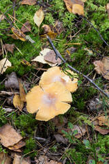 Mushrooms in the wood, nature background