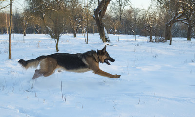 Fototapeta na wymiar German shepherd in the winter park