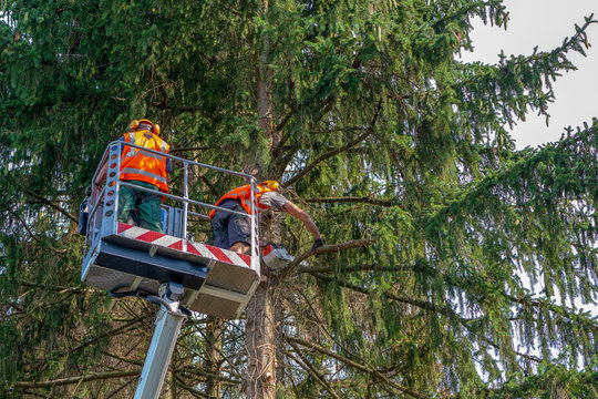 Baumfällarbeiten mit dem Hubsteiger, Arbeiter auf Hebebühne bei der Baumpflege
