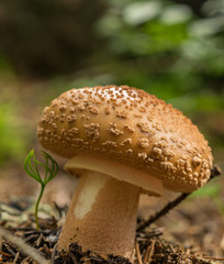 Mushrooms in the forest