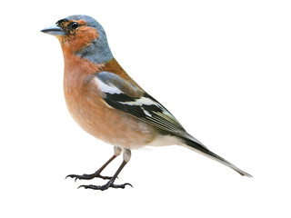 Chaffinch (Fringilla coelebs) male, isolated on White background