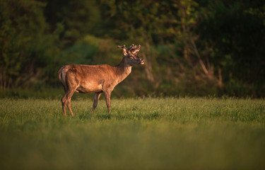 Naklejka na ściany i meble Red deer stag with growing antler in evening spring sun.