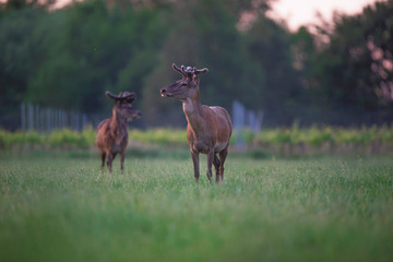 Fototapeta premium Two red deer stag in spring meadow near vineyard at sunset.