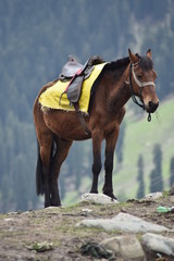 Kashmir horse