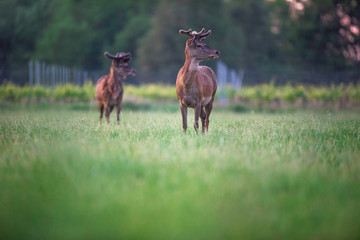 Two red deer stag in spring meadow near vineyard at sunset.