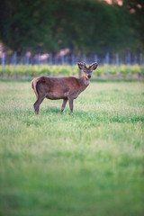 Red deer buck in spring meadow near vineyard at sunset.
