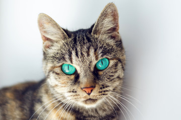 beautiful gray cat with turquoise eyes
