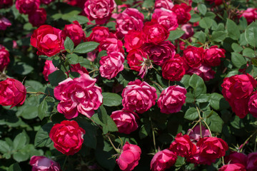 Beautiful fresh roses as a spring background..