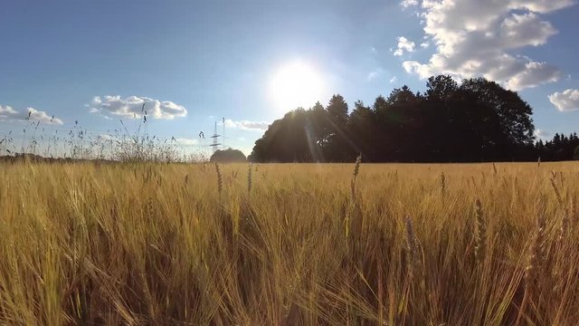 Feld Natur Sonne Getreide