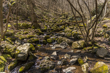 Flowing stream throw the woods