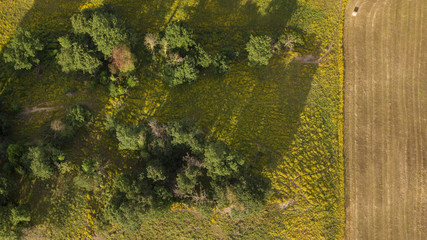 Perpendicular aerial view of a field dedicated to agriculture and in particular to the cultivation of wheat. In detail of sees the end of the field and the beginning of the waste grass.
