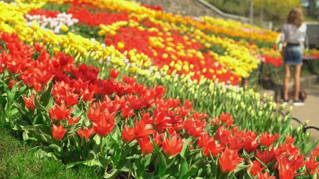 Gardener is watering the flowers. A big tulip park with many visitors stunned by the beauty.