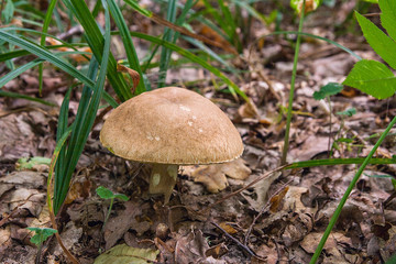 Porcini mushroom grows on the forest floor at autumn season..