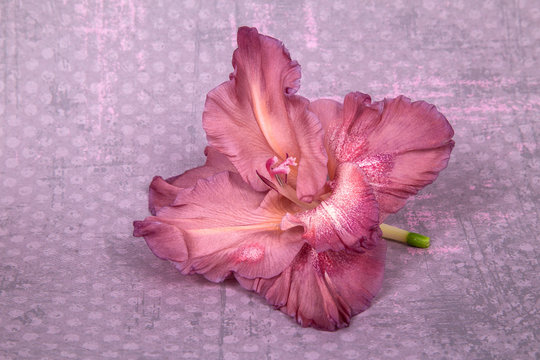 flower gladiolus single-colored shecovad, on a pink background with polka dots