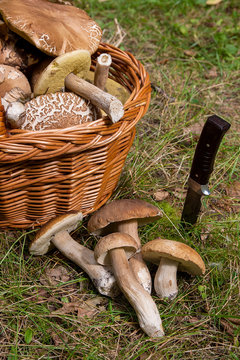 Several Porcini mushrooms (Boletus edulis, cep, penny bun, porcino or king bolete) with knife and wicker basket on natural background..