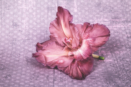 flower gladiolus single-colored shecovad, on a pink background with polka dots