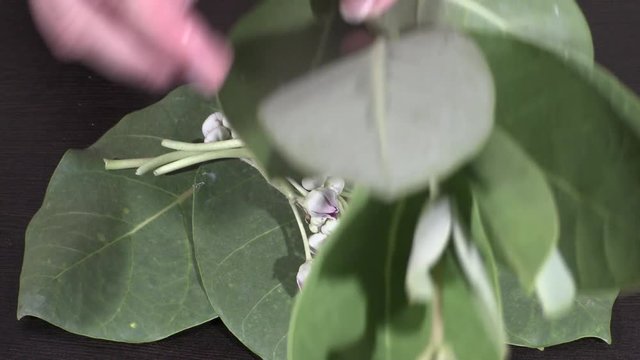 Aakban &ndash; AKDA, AAK. Calotropis procera Asclepiadaceae flowers on Wooden background