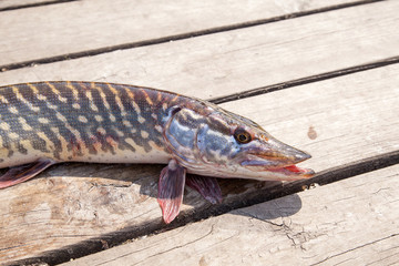 Trophy fishing. Big freshwater pike on wooden background..
