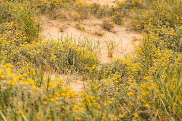 Yellow flowers on dune