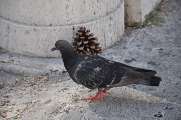 A pigeon and a pinecone on a street