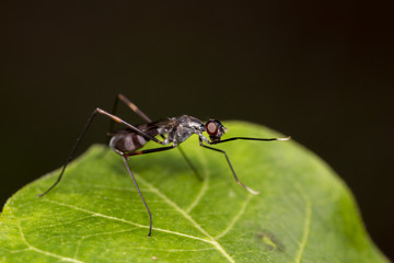 Image of  golden ants (polyrhachis illaudata) on the green leaf thailand Macro