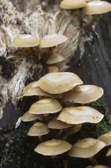 Sheathed woodtuft