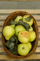 Fall harvest basket filled with pears, leaves