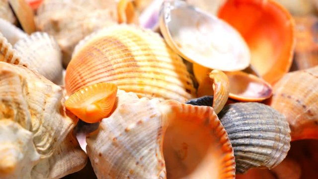 A lot of sea mollusks shells are rotating smoothly. Different types and kinds. Pearl production