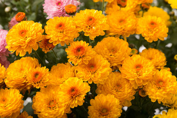Chrysanthemen