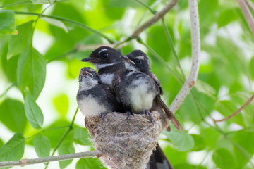 Family bird in the nest on tree in the nature background