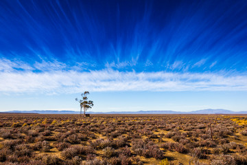 A tree grows next to a water tank in the dry desert of the Karoo, South africa.