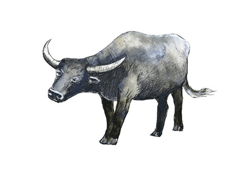 watercolor  buffalo  hand drawn  isolated white background.