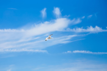Flying seagull over cloudy blue sky, natural image for summer holiday concept,