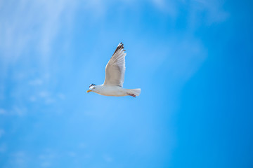 Flying seagull over cloudy blue sky, natural image for summer holiday concept,