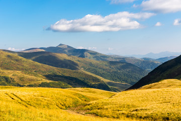 yellow meadow in Carpathian valley